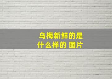 乌梅新鲜的是什么样的 图片